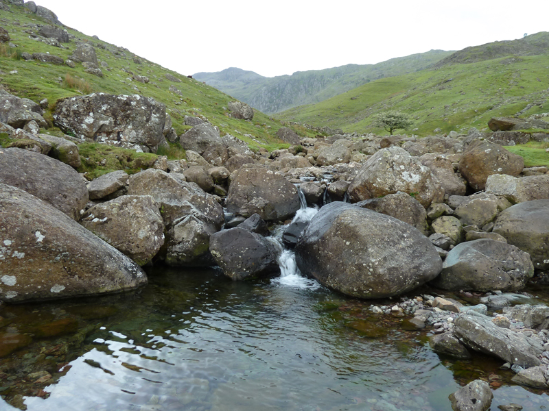 Comb Gill